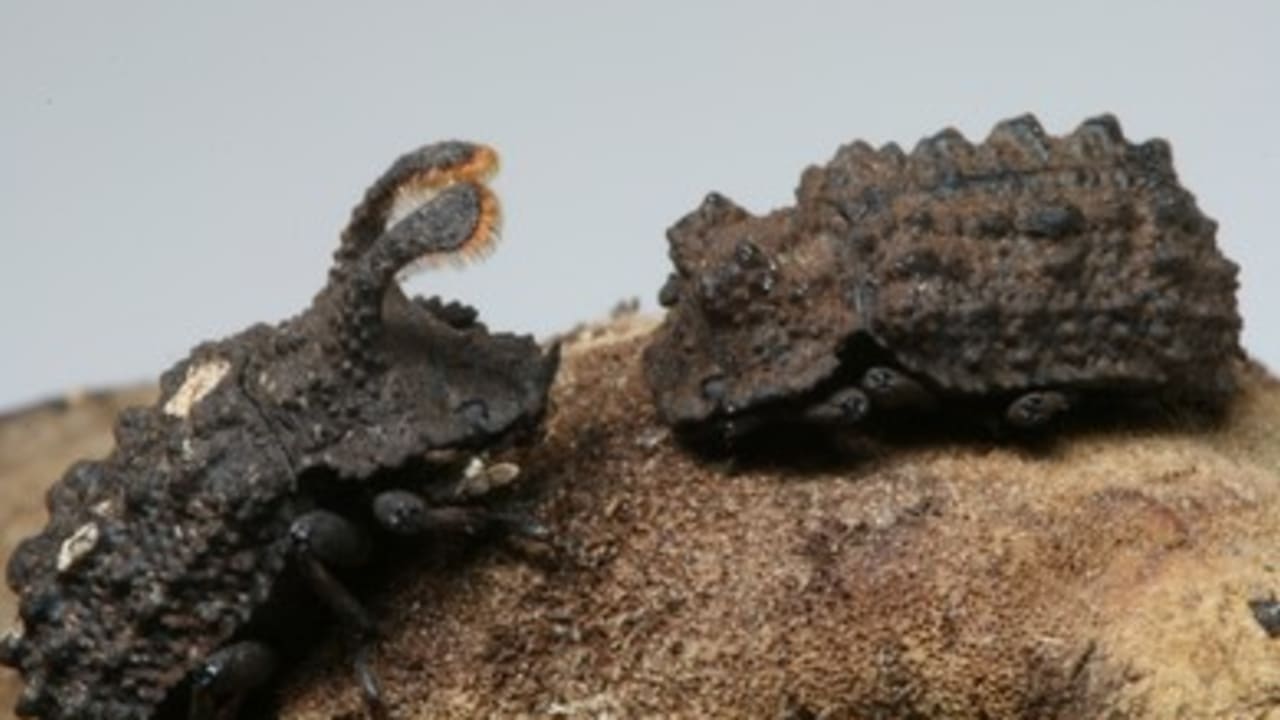 Social networks provide clues to natural selection | The Jerusalem Post