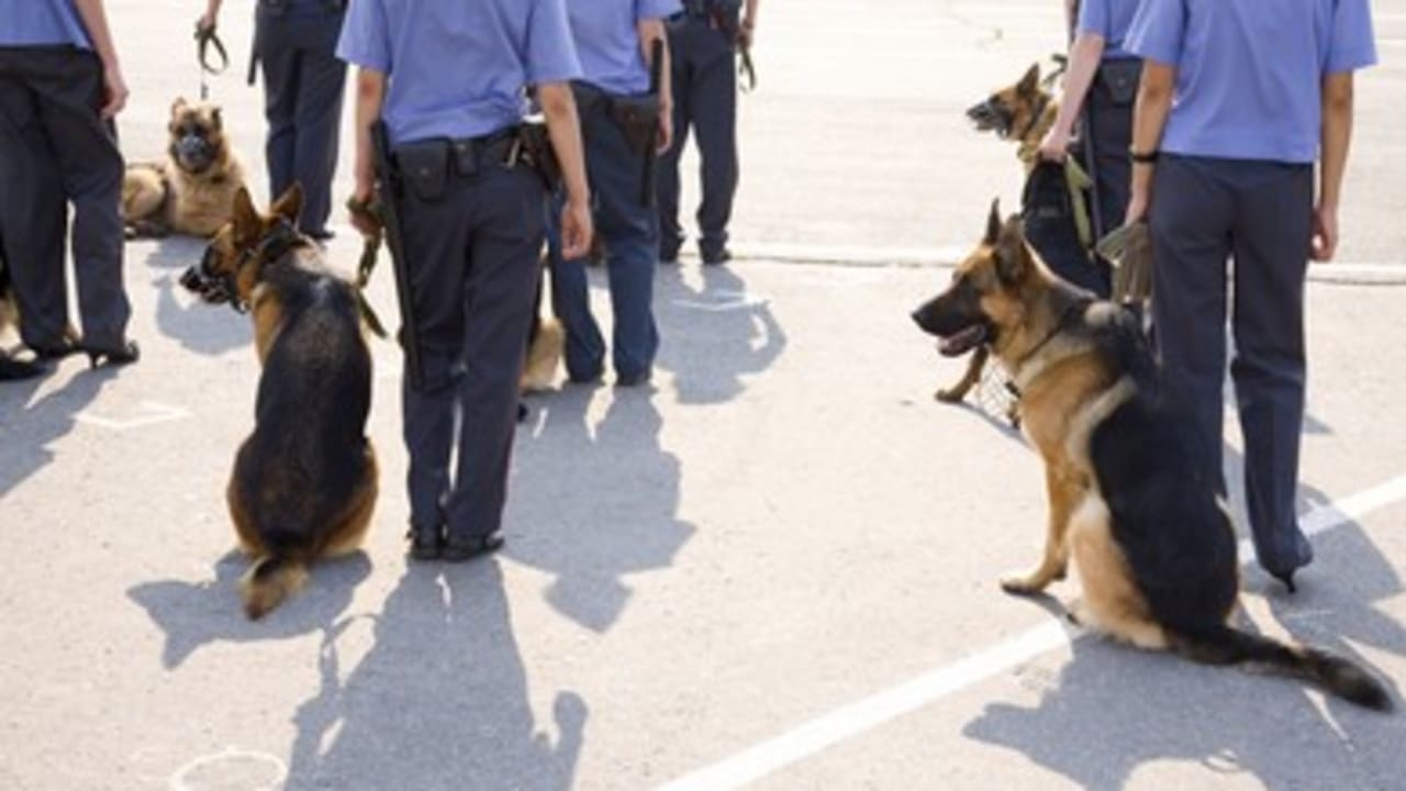 police search, search dogs, suspect_370