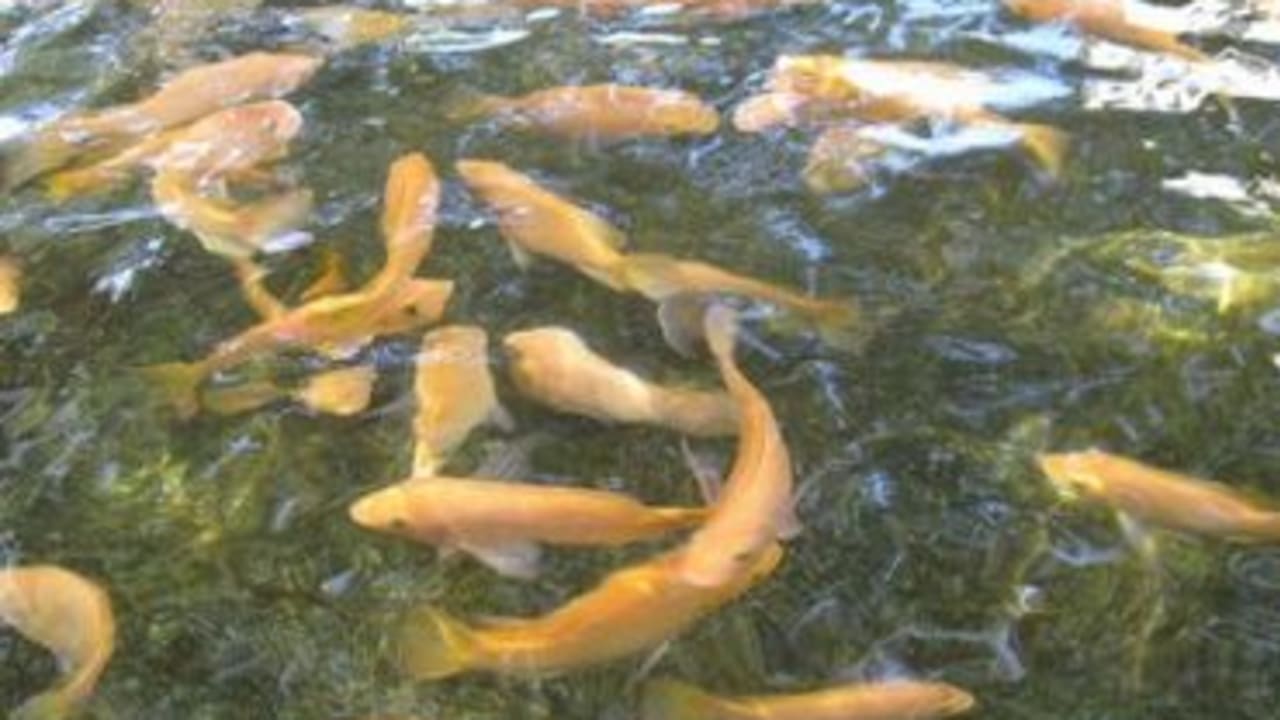 Israeli technology allows growing fish in the desert