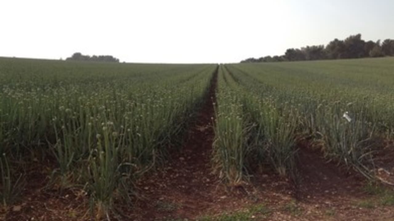 view of fields 390