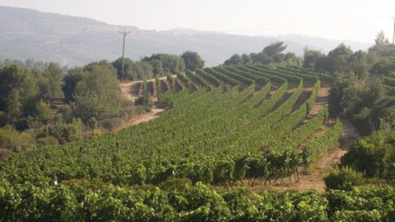 Tzuba Vinyard