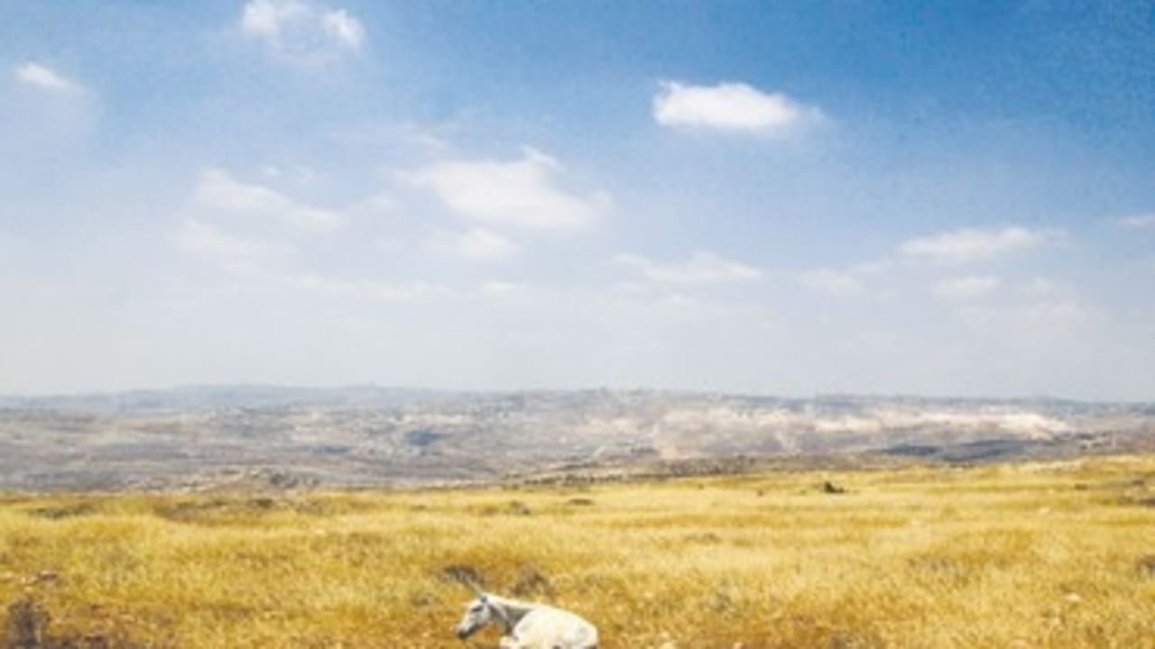DONKEY rests near the Ramat Migron outpost 370