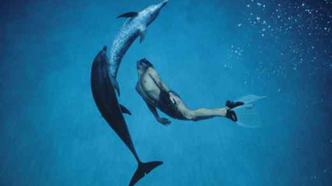 dauphin