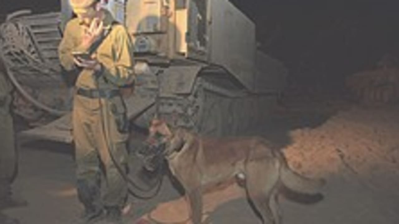 IDF dog 224.88