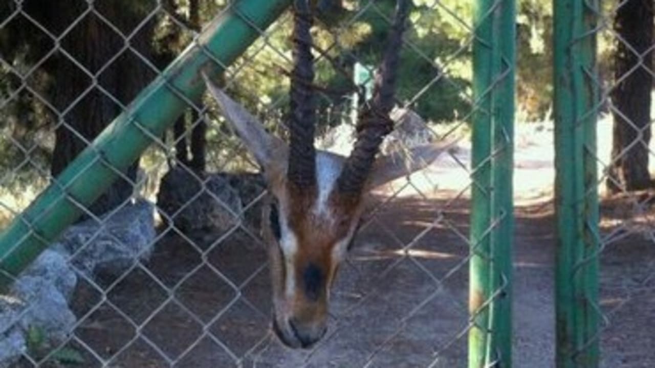 Deer head