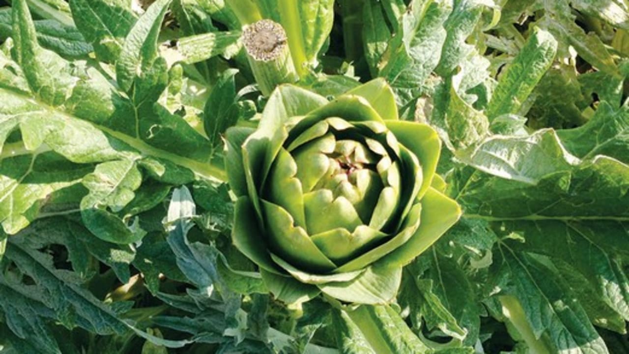 Artichoke
