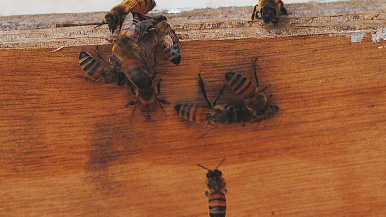 Bee death has serious implications for our long-term food supply.