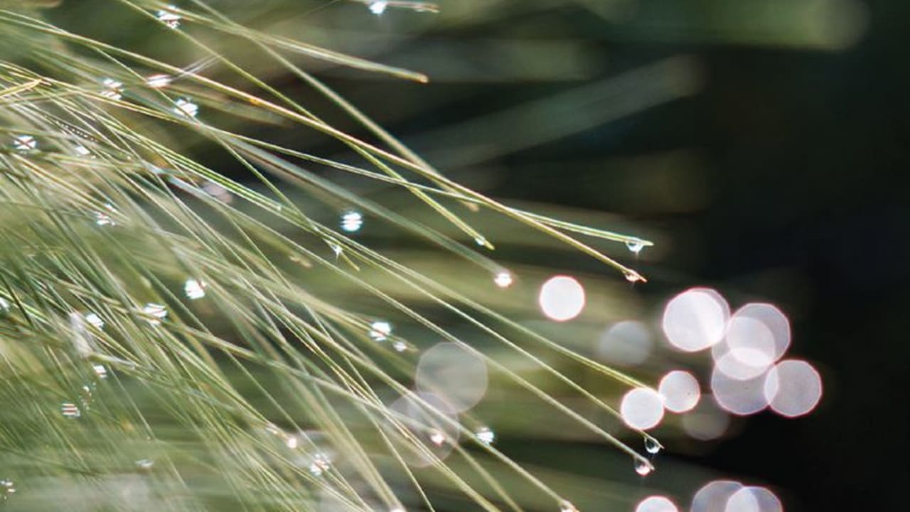Dew drops on pine needles