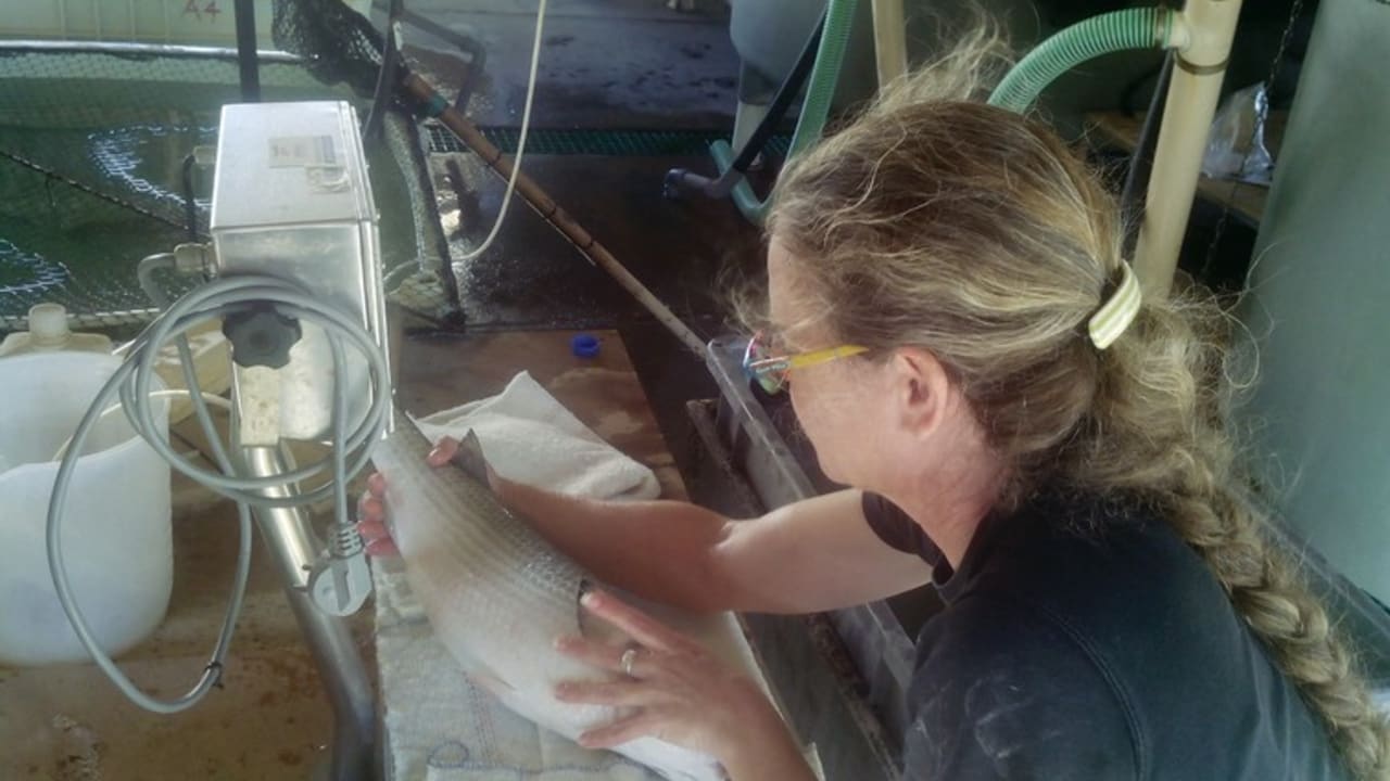 AN EMPLOYEE of the National Center for Mariculture checks the condition of a fish as part of the center’s research into increasing stocks in the country’s waters