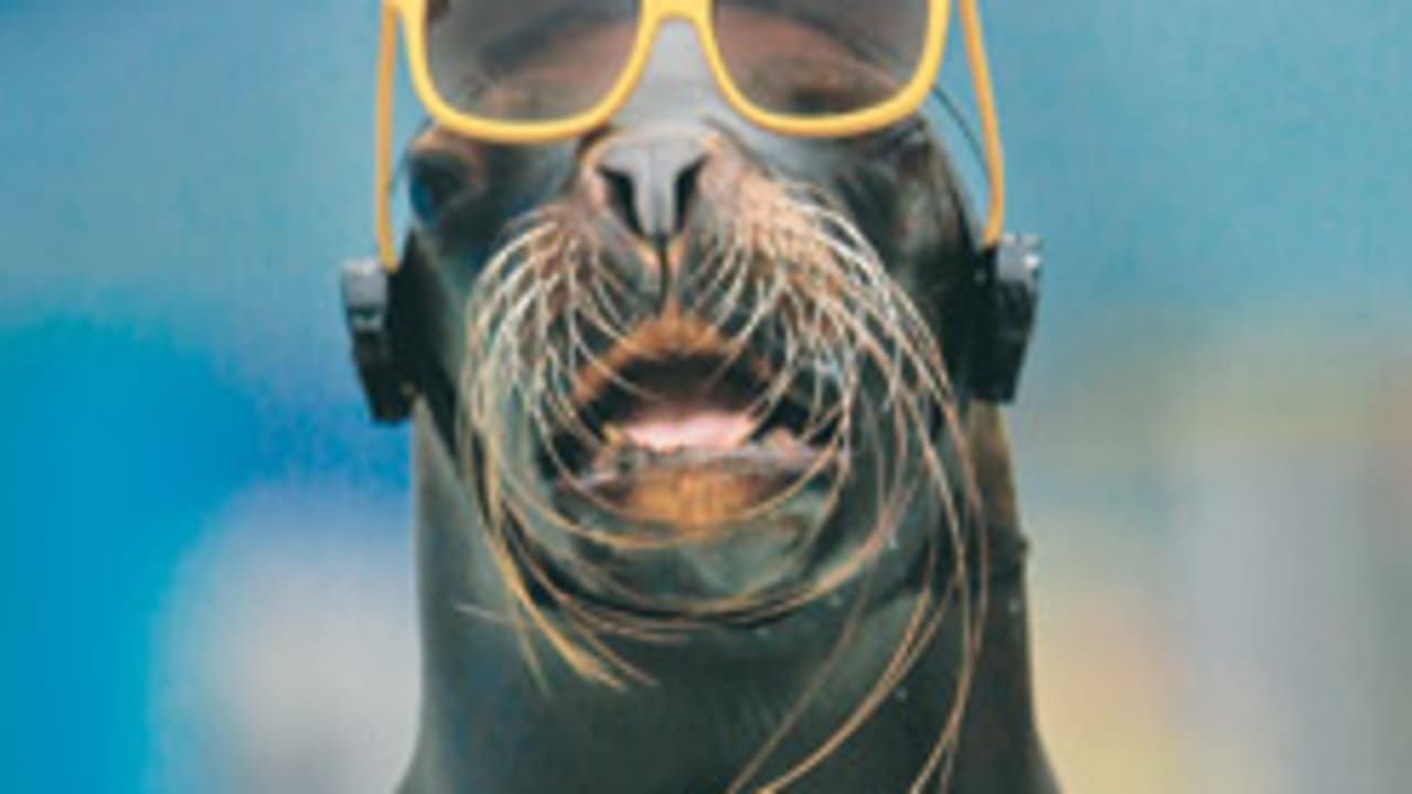 seal sunglasses 88 248
