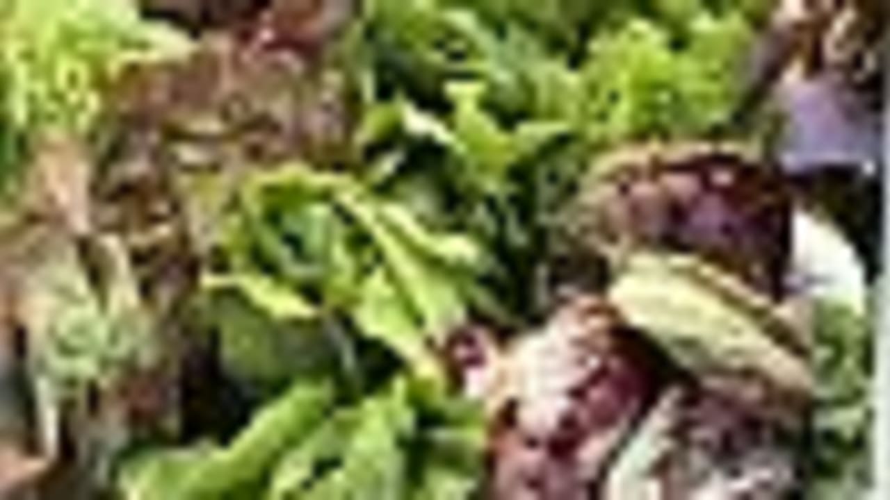 salad 88