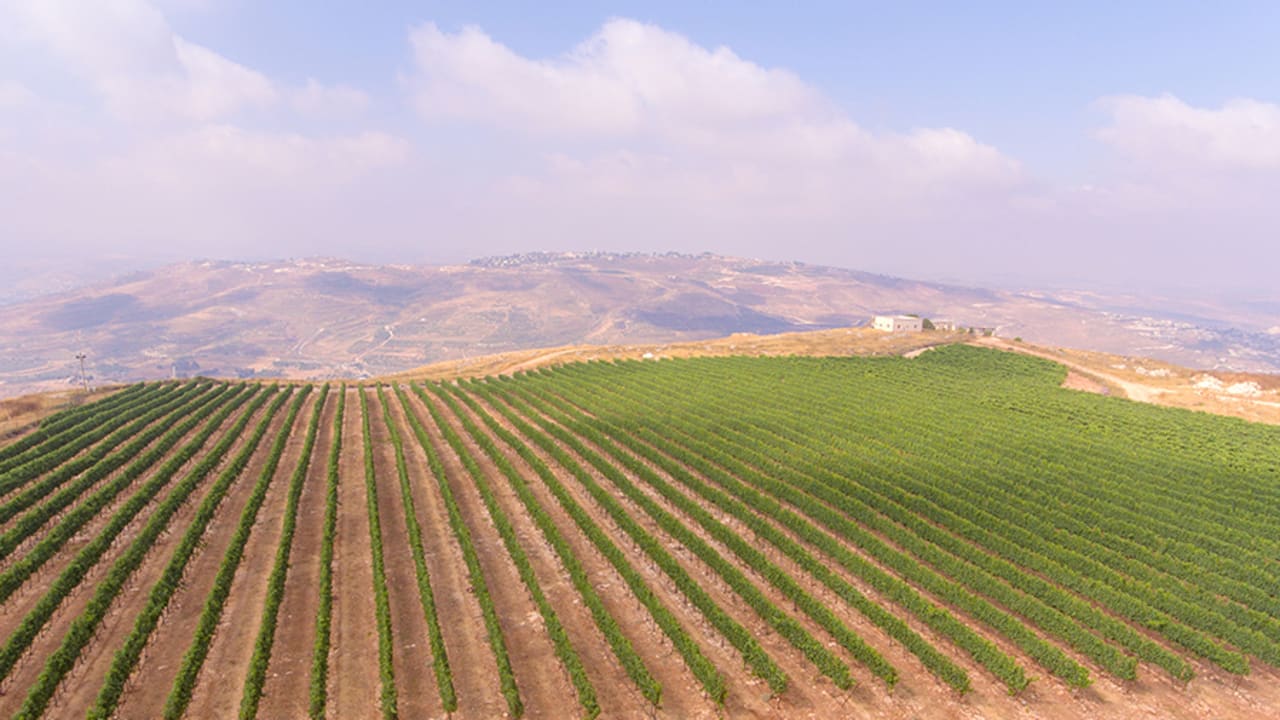 THE CENTRAL Mountains is one of the best regions for Merlot; Tura Winery’s Merlot vineyard is at Har Bracha.