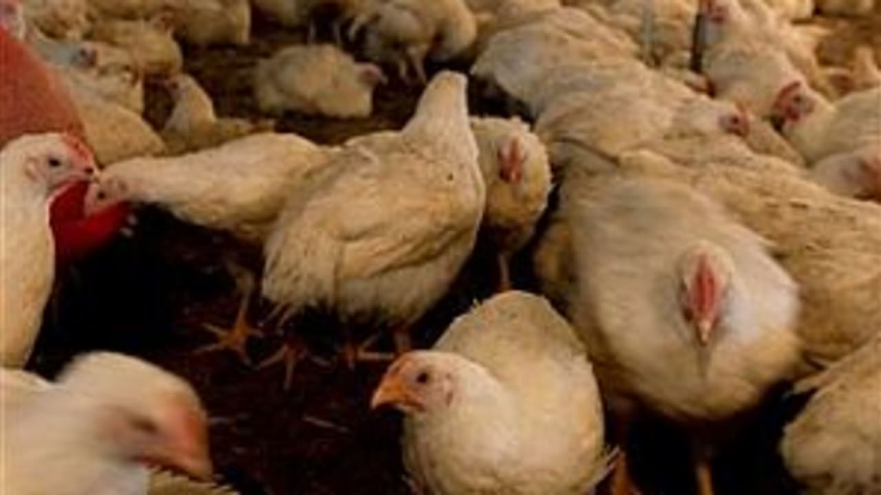 chickens bird flu 298 88