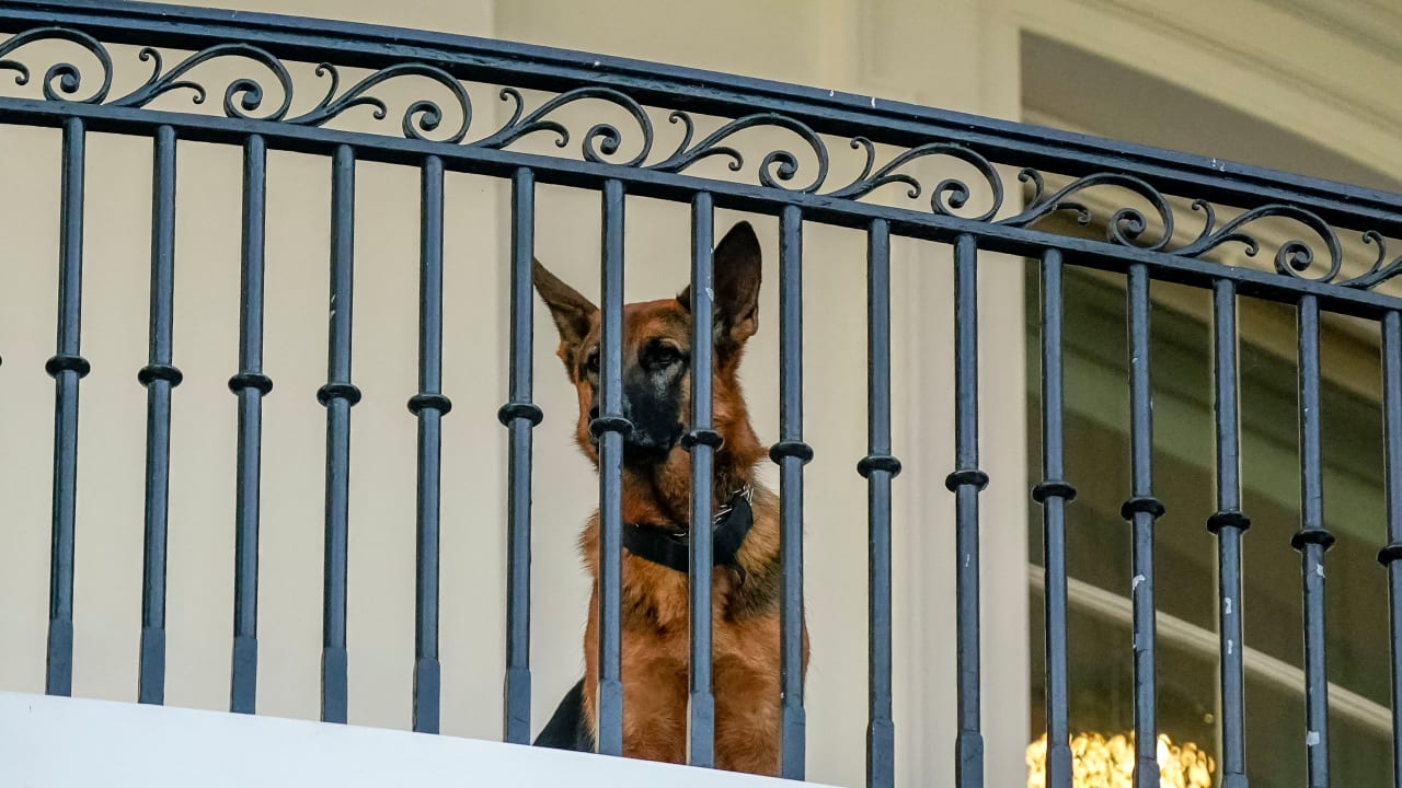  U.S. President Joe Biden’s dog Commander looks down after Biden arrived back to the White House following his visit to Holy Trinity Catholic Church in Washington, U.S., September 30, 2023