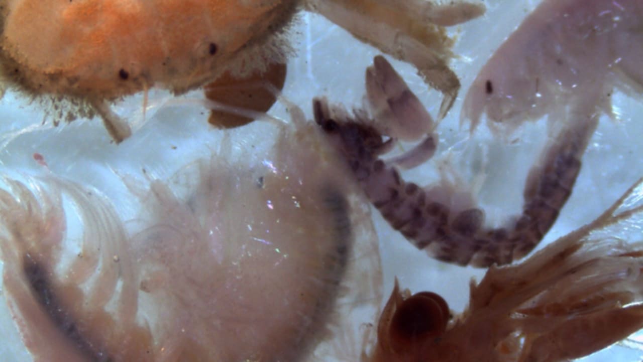 Puget Sound arthropods.