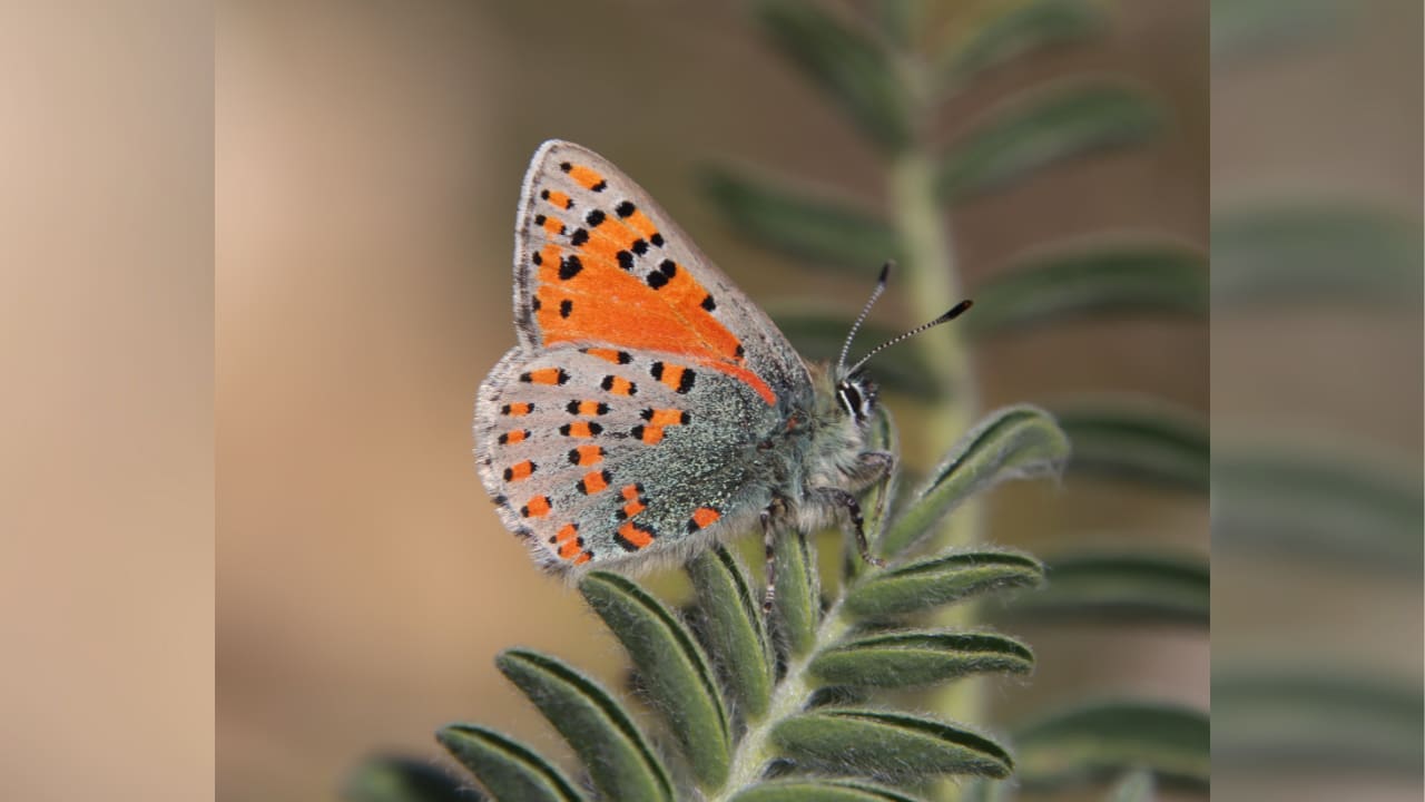 A Levantine Vernal Copper (Tomares nesimachus) butterfly
