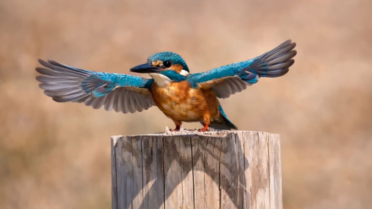Jerusalem doctor uses bird photos to comfort PTSD and elderly patients