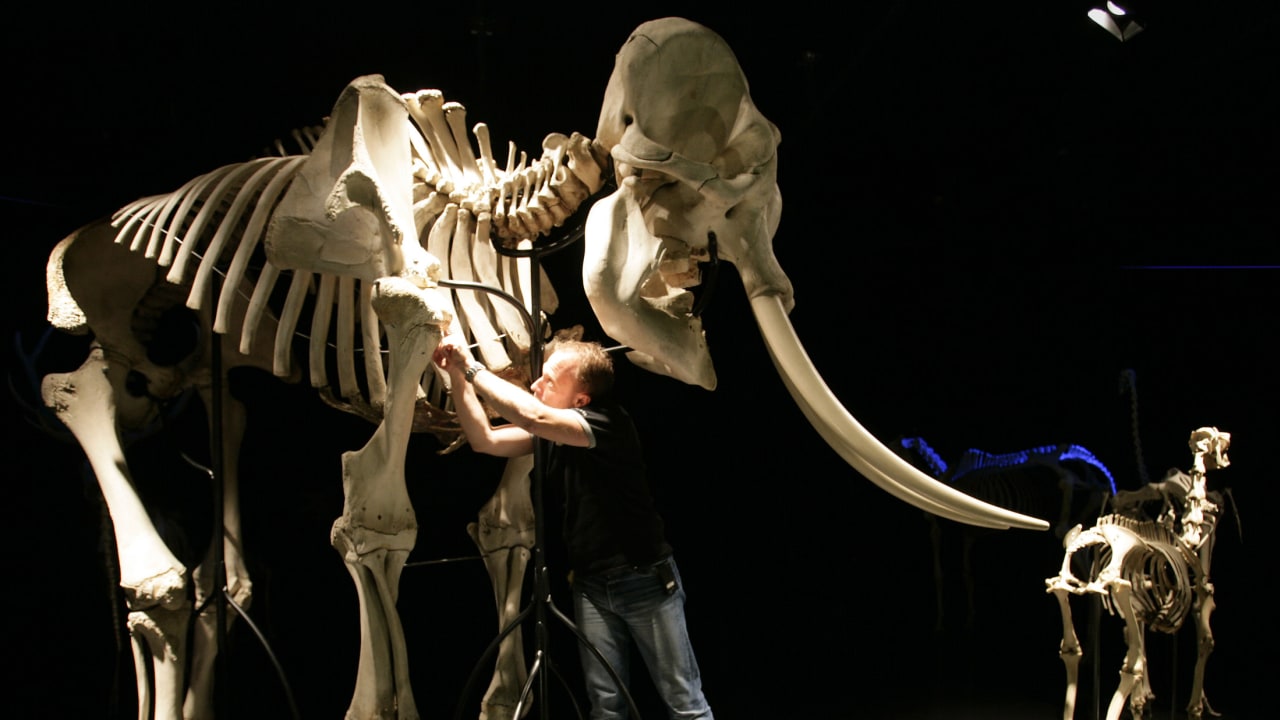 Elephant bone found at Spanish archaeological site may have marched on Rome with Hannibal - study