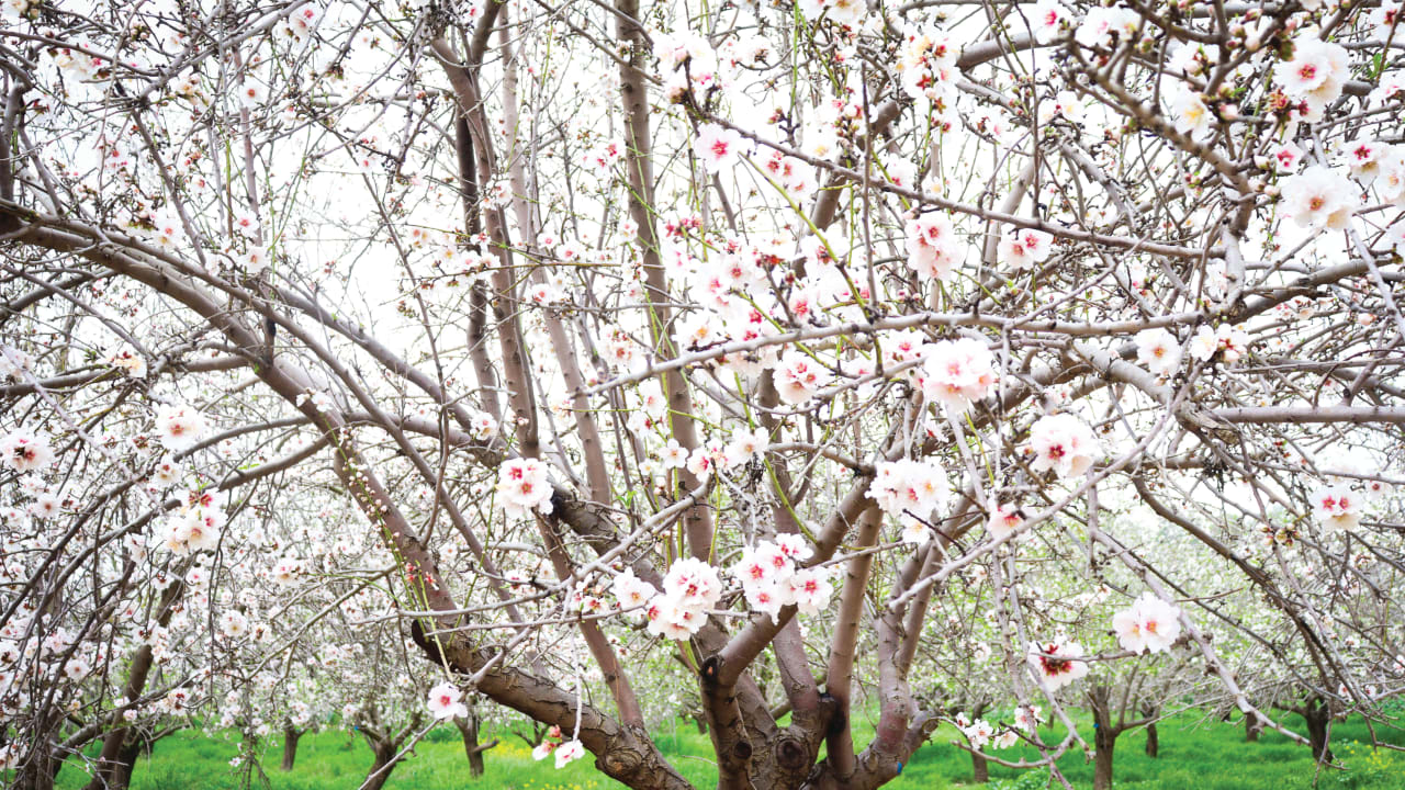 Hiking in the Holy Land: The almond tree, Israel's ancient clock