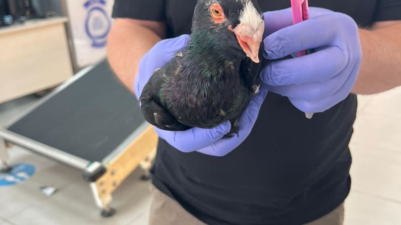 East Jerusalem man tries to smuggle rare species of pigeon to Israel via Jordan