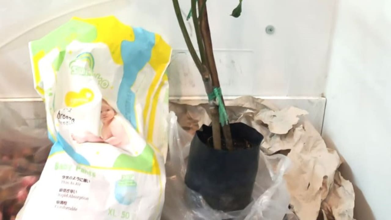 Infected lemon tree discovered at Ben-Gurion, could destroy citrus industry