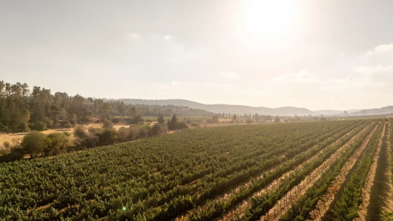 Teperberg Winery