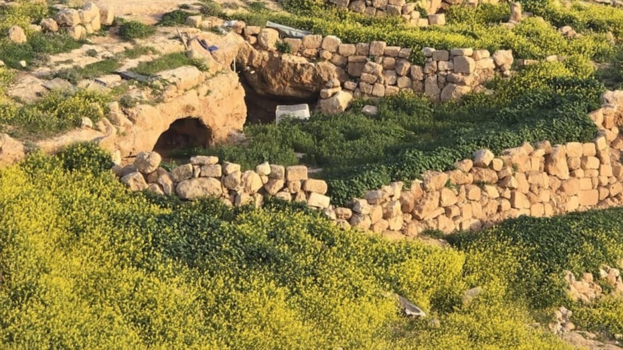 Bloom in Gush Etzion.