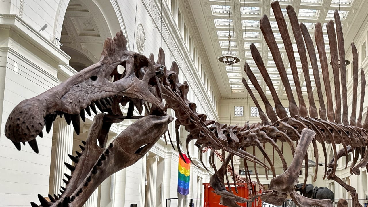 A 46-foot (14m) long Spinosaurus cast debuts at the Field Museum in Chicago, Illinois, US, June 2, 2023.