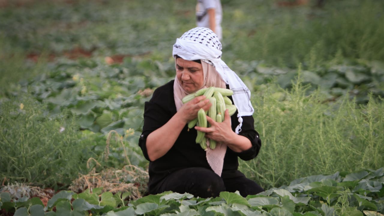 Imported Palestinian produce contains dangerous levels of pesticides, Health committee warns