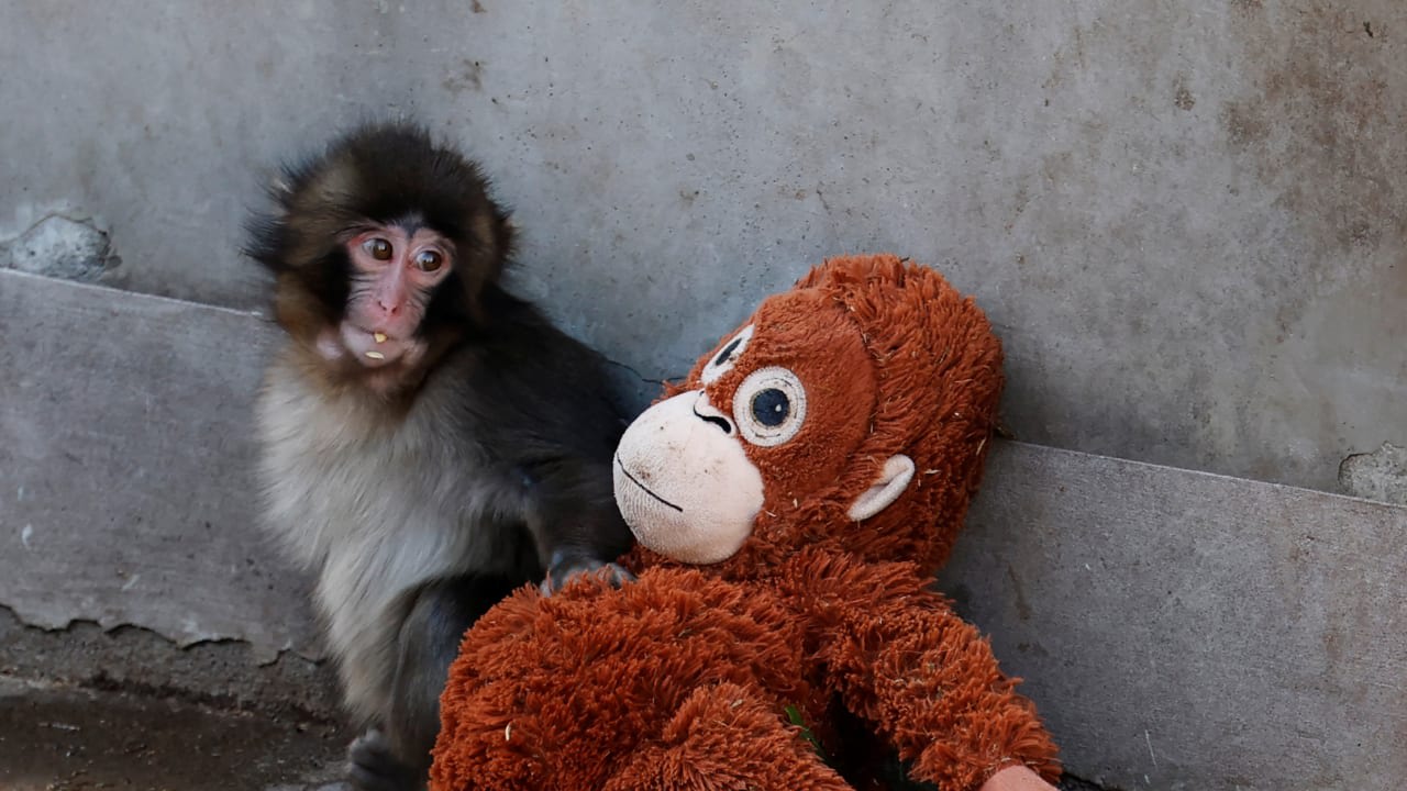 Un bebé macaco japonés llamado Punch sentado junto a un orangután de peluche en el zoológico de Ichikawa, en Ichikawa, prefectura de Chiba, Japón, el 19 de febrero de 2026. 