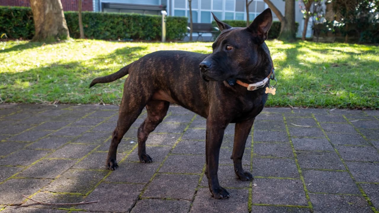 The first dog to get a personalized mRNA cancer vaccine. 