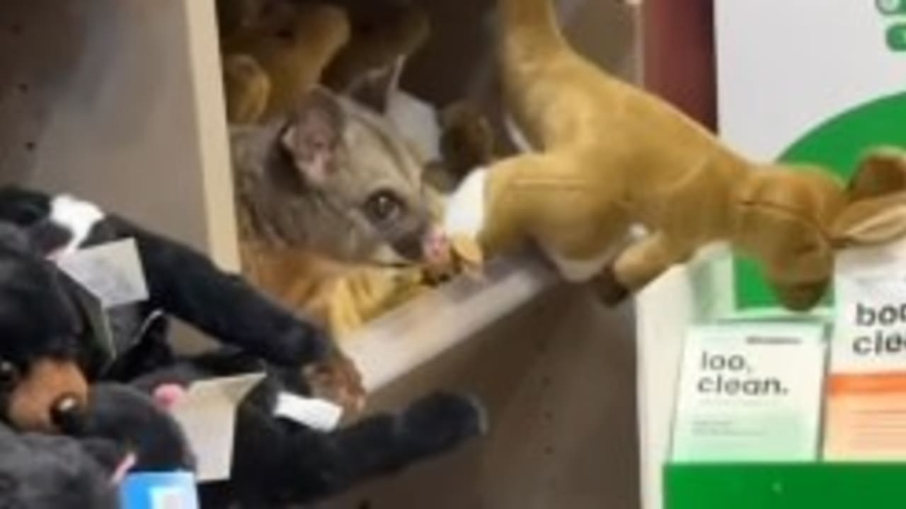 Stowaway possum.
