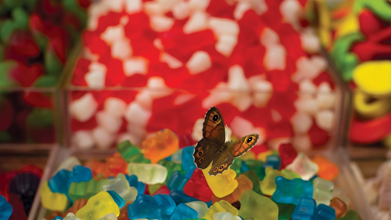 A butterfly lights on a pile of candy at the Mahaneh Yehuda market. 