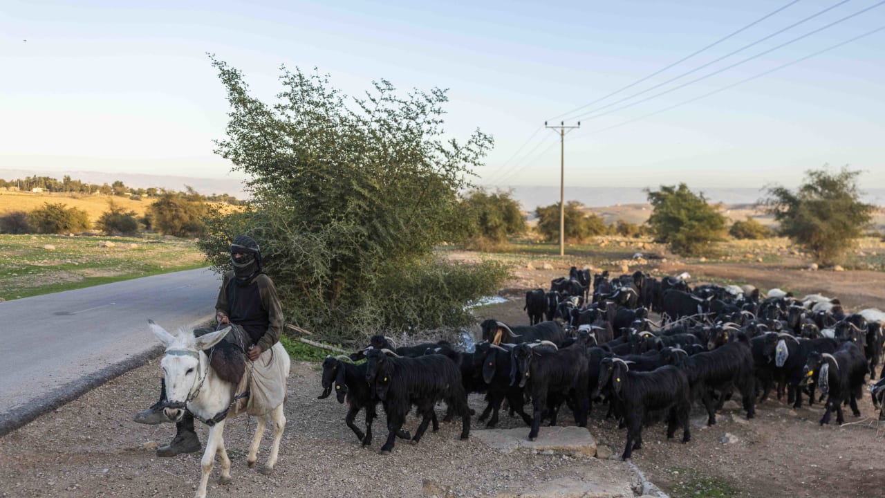 A shepherd leads a herd of goats near the Palestinian village of al-Auja in the Jordan Valley, West Bank, January 11, 2026.
