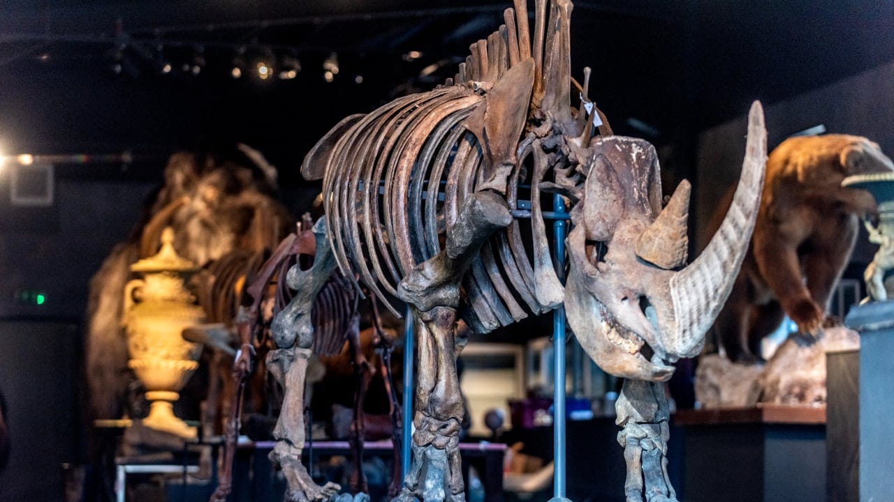 Rupert van Der Werff from Summers Place Auctions with a rare skeleton of a long-extinct woolly rhinoceros in Billingshurst, England, March 5, 2019; file photo. 