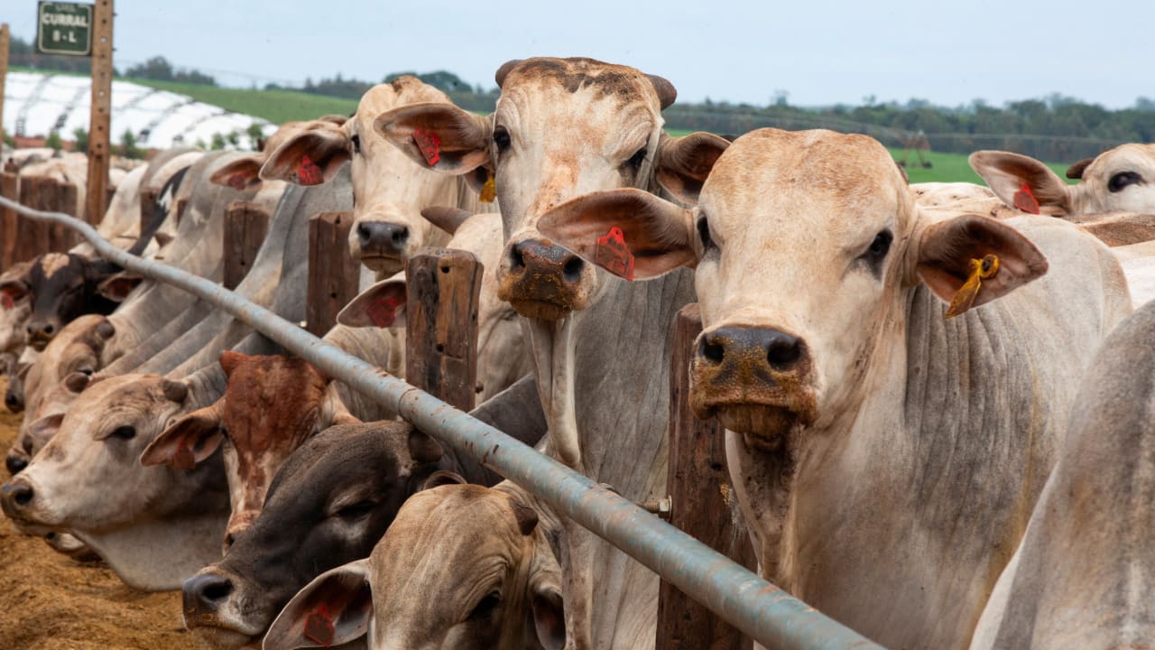  Cattle stand on a feedlot at CMA Farm in Barretos, Sao Paulo state, Brazil, December 17, 2025.