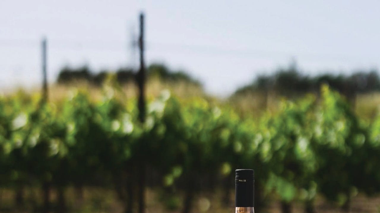 LIGHT MEAL with a light wine: Rose is always a good option.