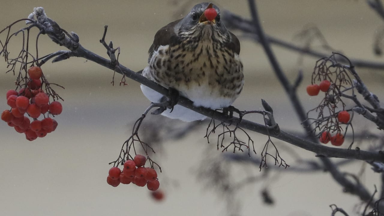 A bird eats an ashberry on a cold winter day in central Lviv, Ukraine January 6, 2017. 