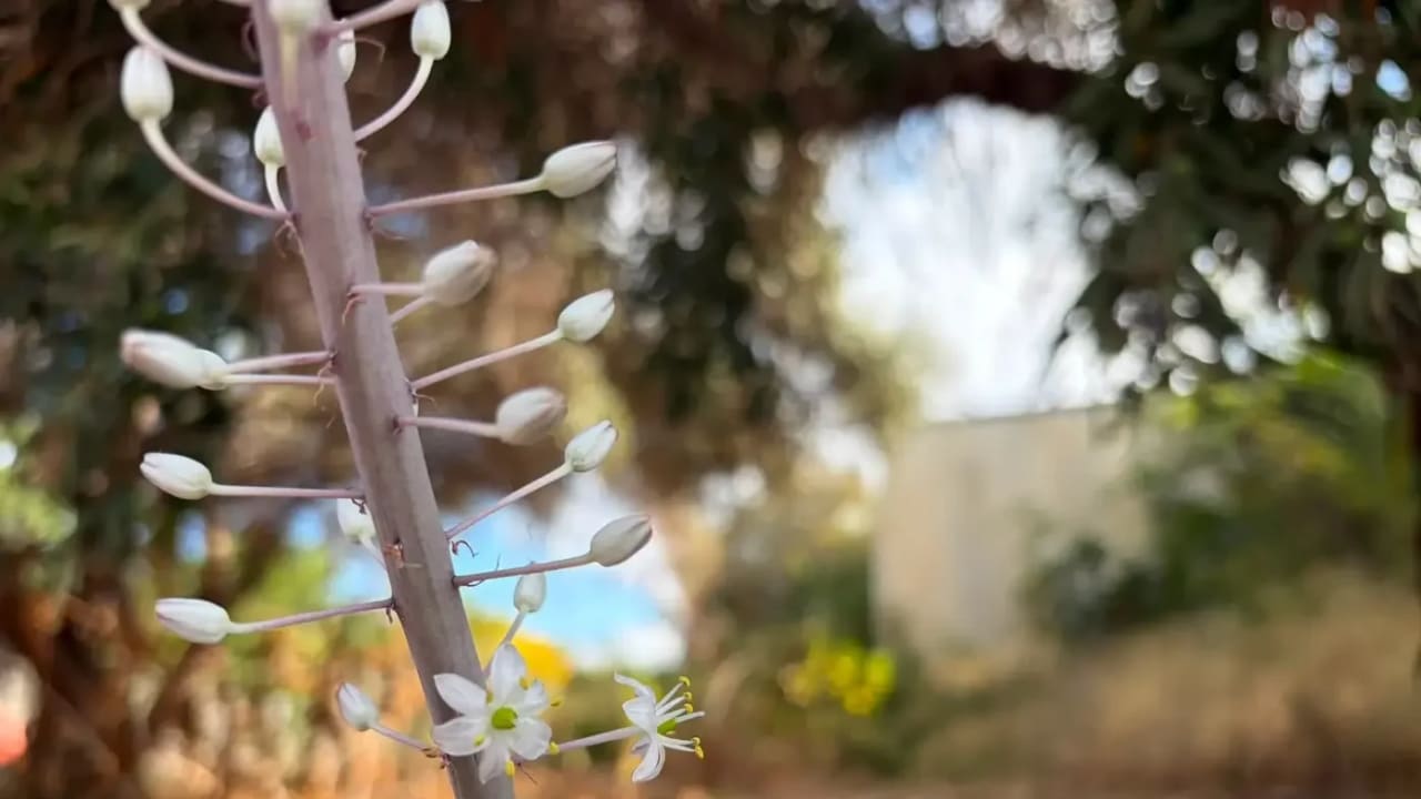 Shahaf Retter, director of the Society for the Protection of Nature in Israel’s Carmel Coast Field School, which is located in Ma'agan Michael, documented a lone squill in the field school area