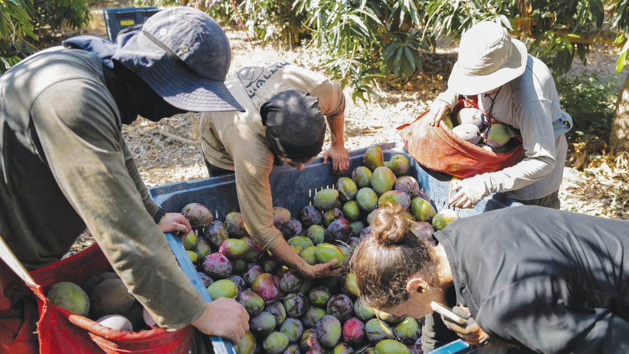 MUTUAL RESPONSIBILITY: Young Israelis who completed military service help farmers like Giora Isar from Moshav Maaleh Gamla at the height of the mango-picking season, near the Sea of Galilee, Aug. 4.