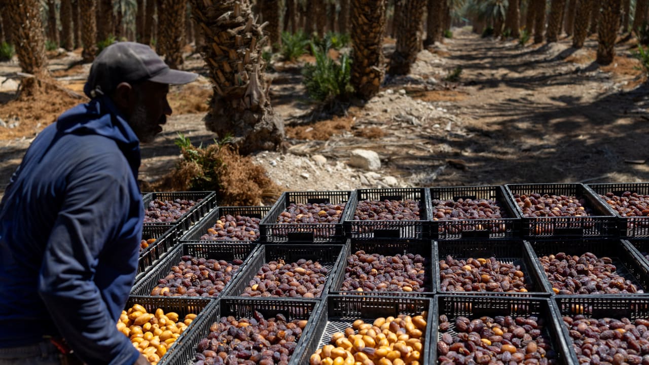 A Palestinian worker sorts dates at a date farm owned by Kibbutz Almog, after the UK, France and Canada announced plans to ban imports from West Bank settlements, near Kibbutz Almog and the northern Dead Sea in the West Bank, September 9, 2026. 