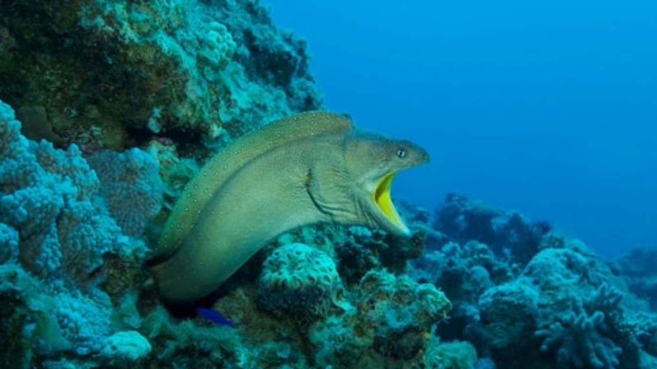 A moray eel