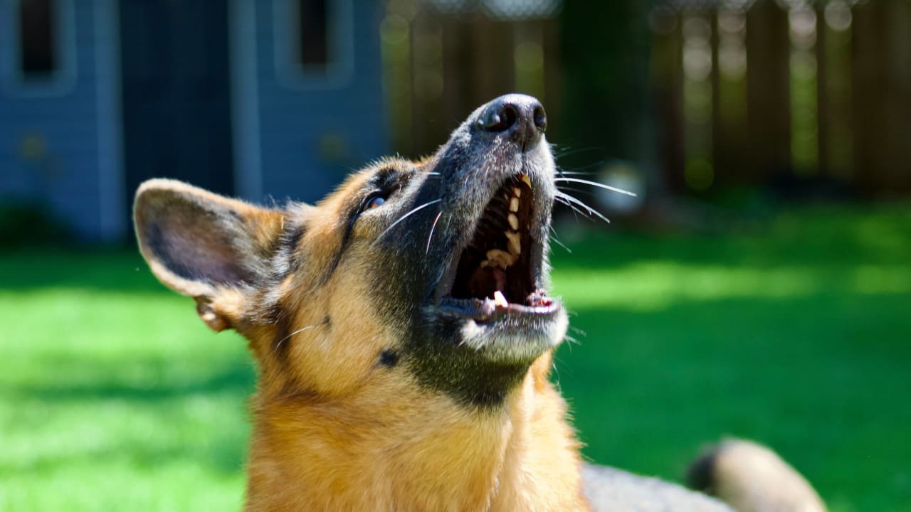 German shepherd barking (illustrative)
