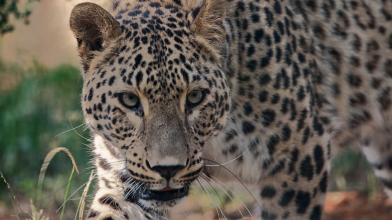 Deni, the new Persian leopard at Ramat Gan Safari.