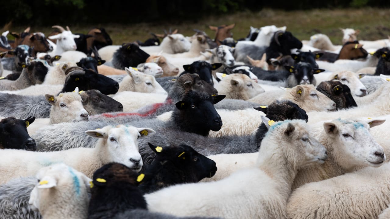 Sheep and goats during their transfer from summer pastures to winter pastures, near Pribram, Czech Republic, November 7, 2025; illustrative.