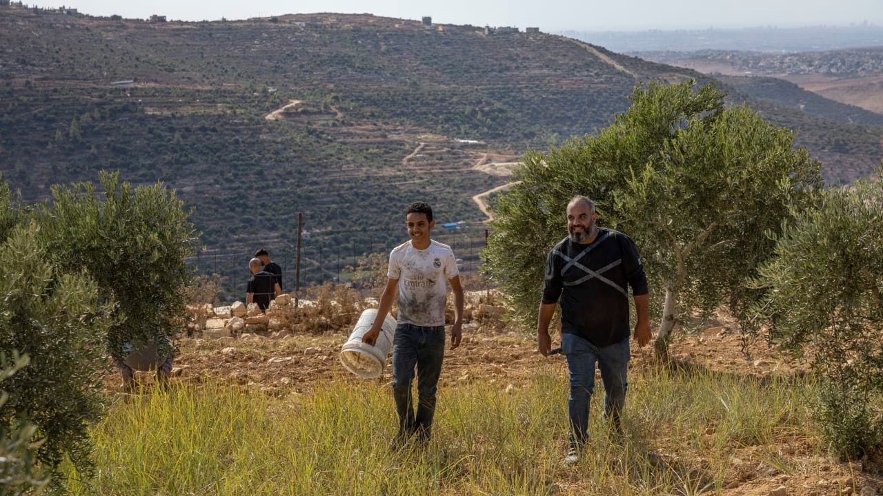 Palestinians and Israeli activists take part in the olive harvest in the village of Beitillu, northwest of Ramallah in the West Bank, overlooking Wadi Zarqa and opposite the illegal Israeli outpost of Or Binyamin, October 2, 2026.