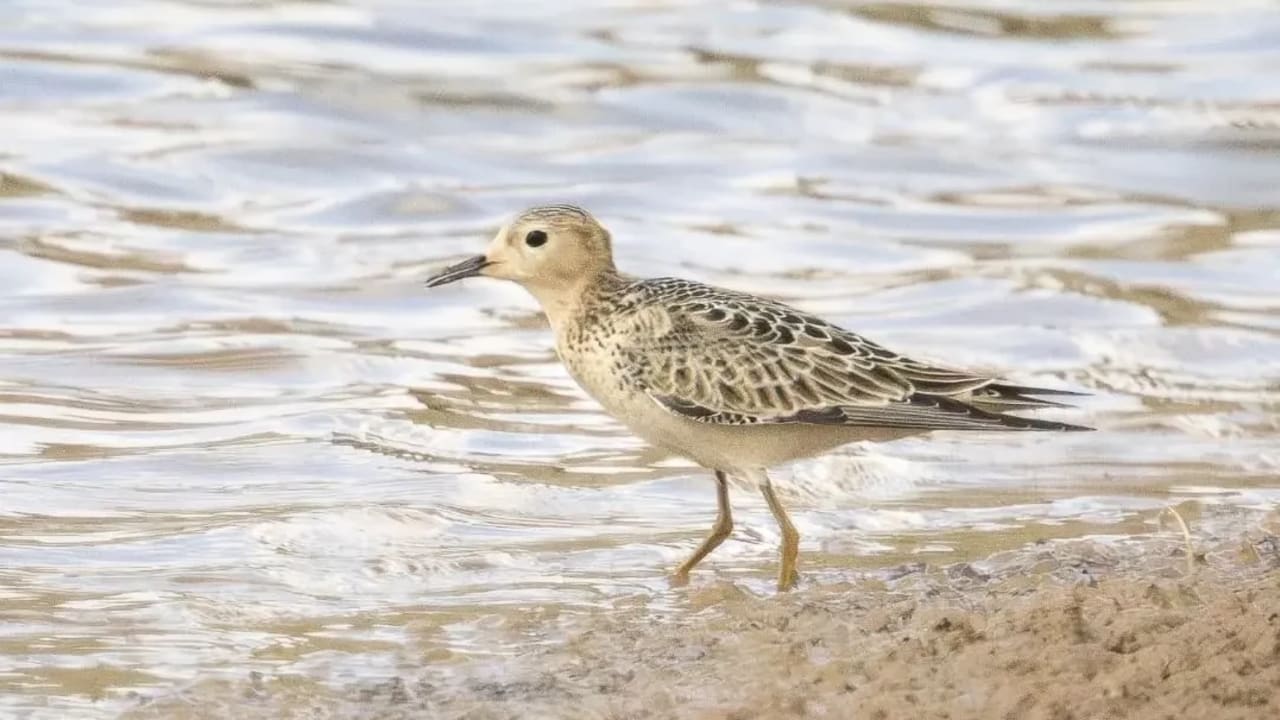 A buff-breasted sandpiper in the northern Negev, over the weekend.