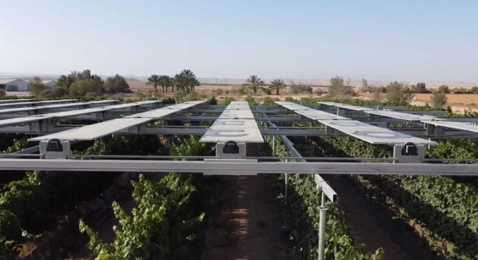 Agrilight – a start-up project in the  DeserTech’s agriculture sector, demonstrating that it’s possible to  grow crops under a photovoltaic installation.  (photo credit: DESERTECH)