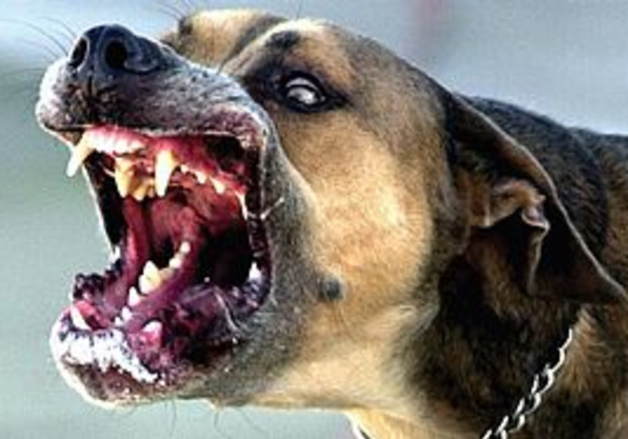 Image result for scary dog with rabies