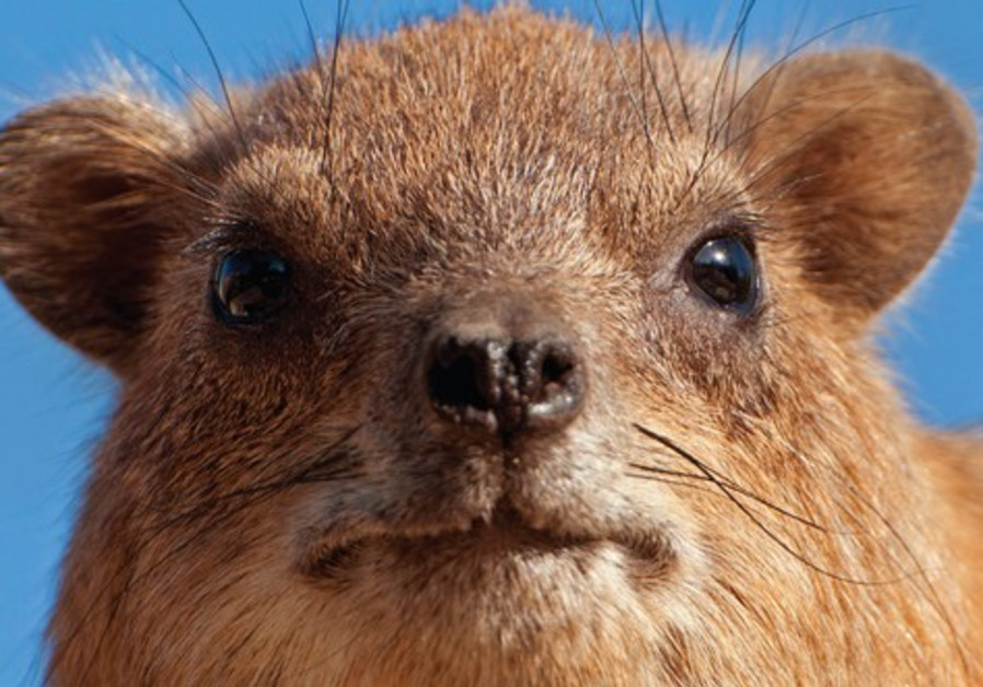 The small rock hyrax is rich in Israel